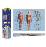 8667-Bismark Poster Cuerpo Humano 70 x 100 cm